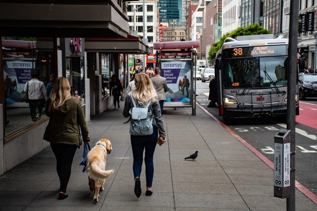 dog_and_bus