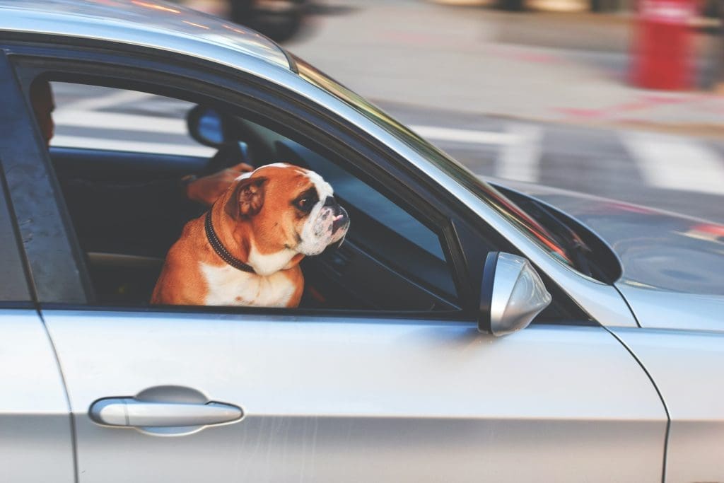 dog_in_the_car