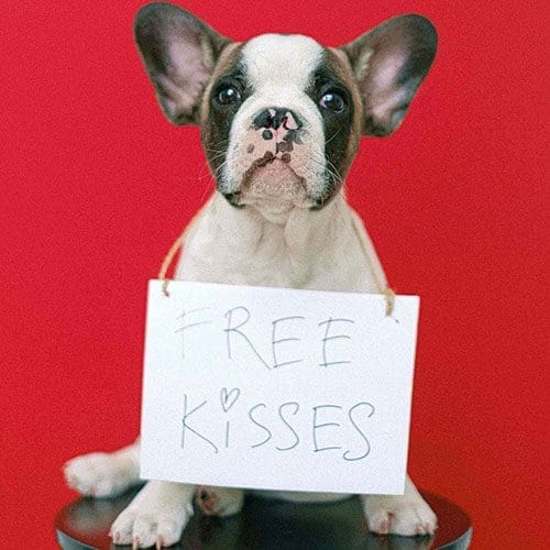 dog_free_kisses