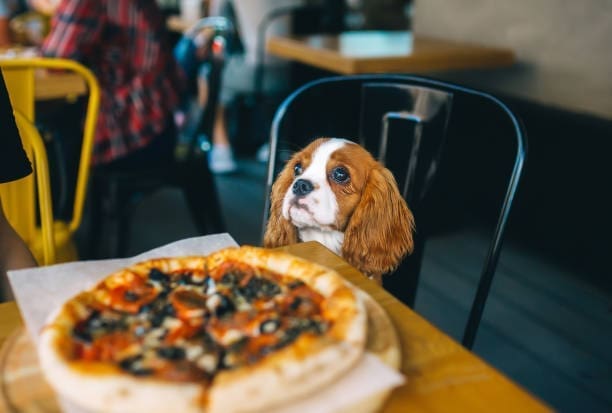 dining-out-in-leeds-with-a-dog