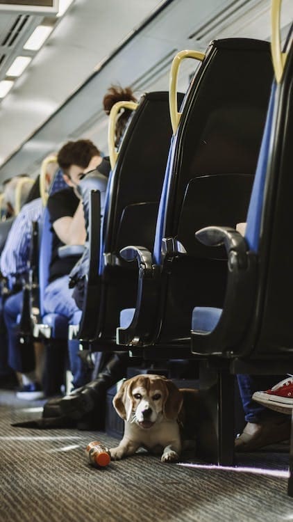 dog-in-public-transport-birmingham