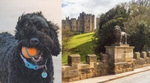 Dog friendly hotels Alnwick