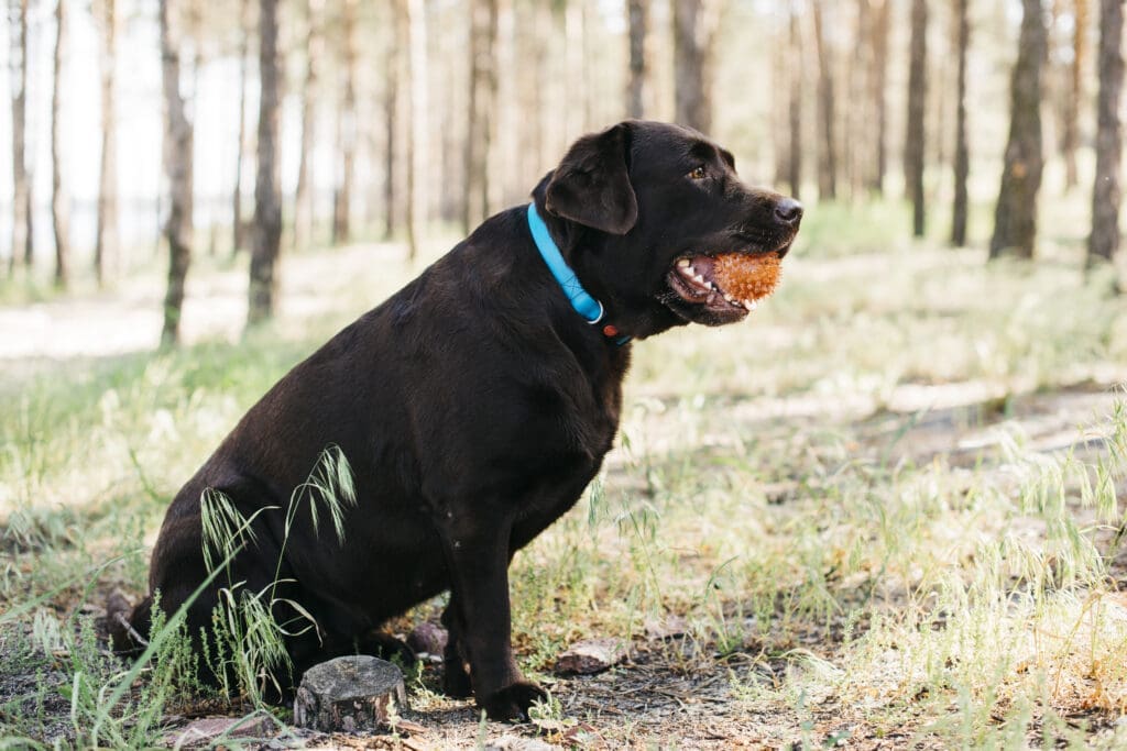 dog breeds insurers won't cover