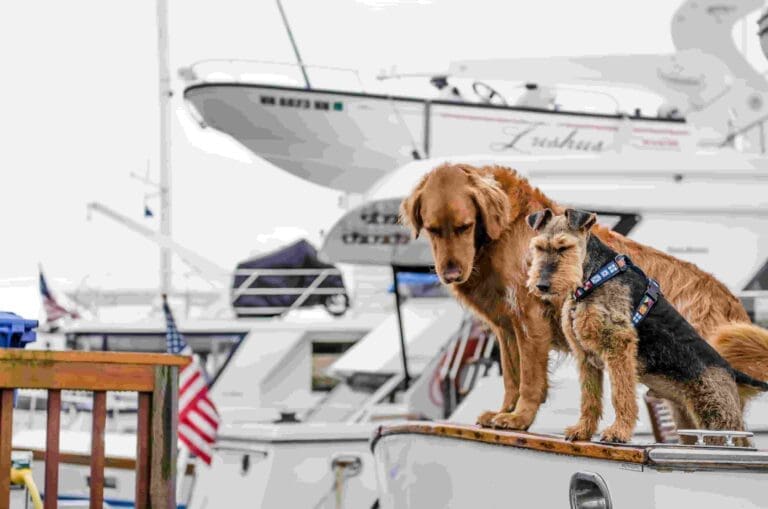 day-trip-with-dog-go-boat