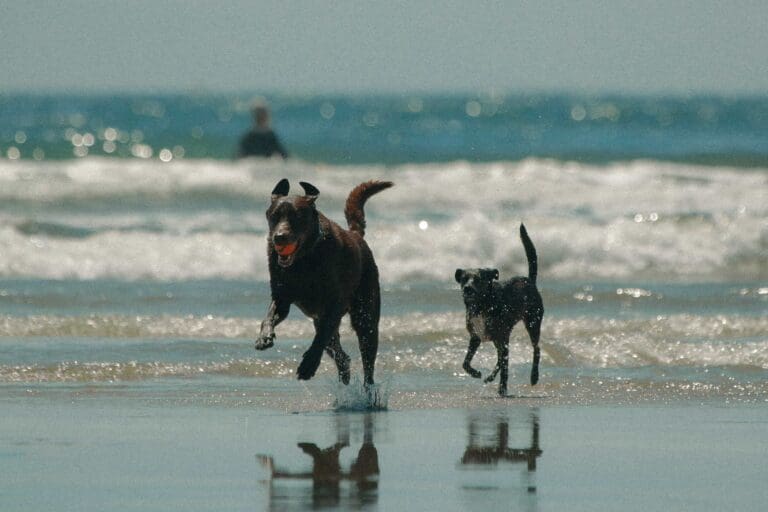 brighton-beach-with-dog