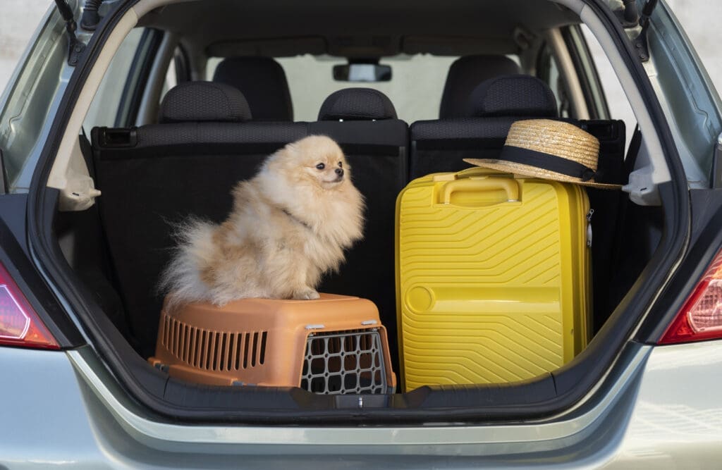 travel-insurance-for-dogs