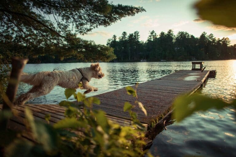 Ruislip-lido-with-dog