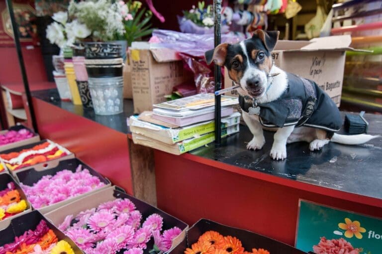 Portobello-road-market