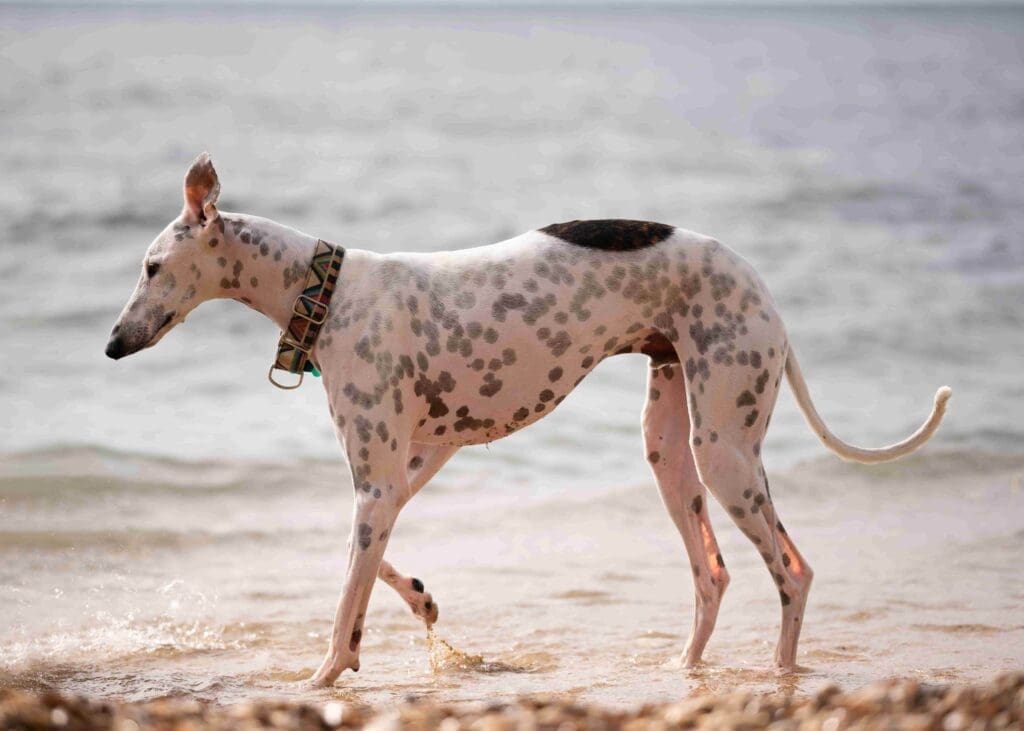 Whippet-cheapest-dog-breeds-to-insure-uk