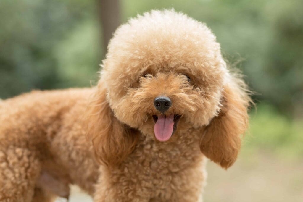 Poodles-cheapest-dog-breeds-to-insure-uk