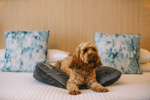 Dogs welcome at The Esplanade — sun on the beach, Newquay