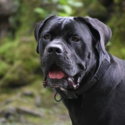 cane-corso-most-expensive-dog-breeds-to-insure